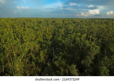 Green Peat Forest In Lebung Itam Village, OKI