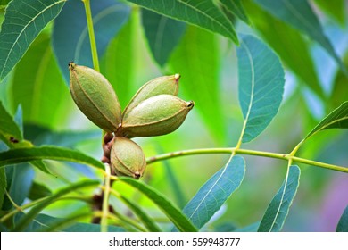 GREEN PECAN NUTS ON TREE WITH FOLIAGE - Shutterstock ID 559948777