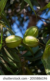 Green pecan nuts ripening on plantations of pecan trees on Cyprus near Paphos - Shutterstock ID 2055886196