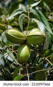 Green pecan nuts ripening on plantations of pecan trees on Cyprus near Paphos