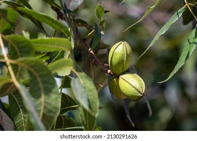 Green pecan nuts ripening on plantations of pecan trees on Cyprus near Paphos