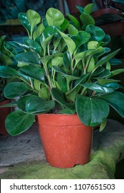 Green Peperomia Plant