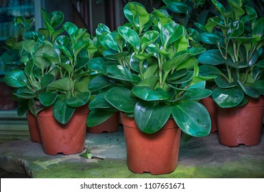 Green Peperomia Plant