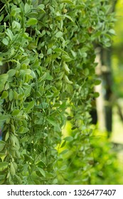 Green Peperomia Rotundifolia