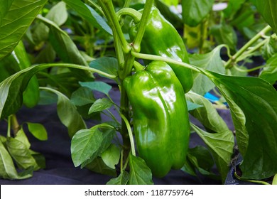 Green pepper growing and blossoming in the garden. Paprika is ripening on the vegetable bed 