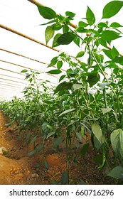 Green pepper grown in greenhouses
