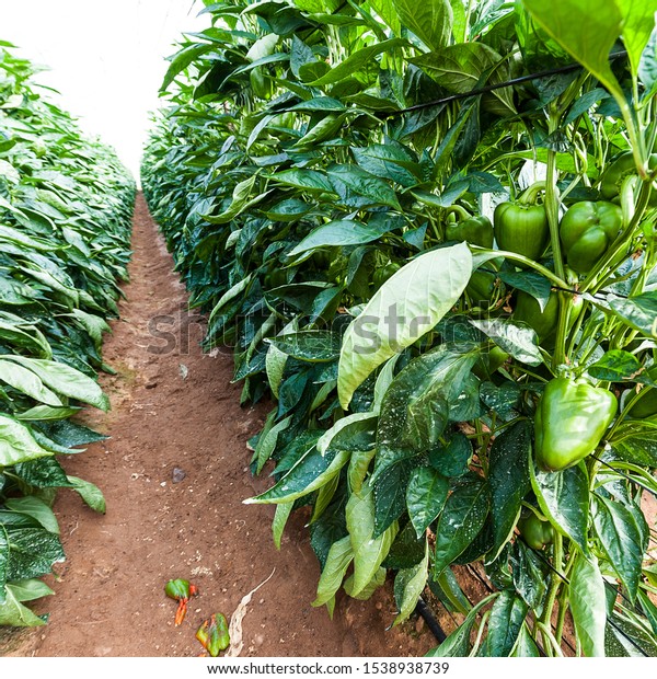 Green Pepper Inside Greenhouse Israel Industrial Stock Photo (Edit Now ...