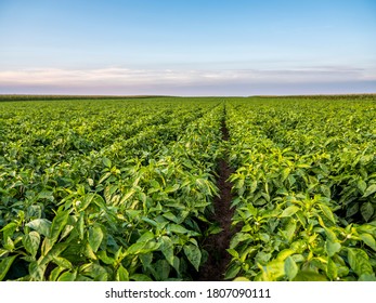 Green pepper plants at agricultural field
