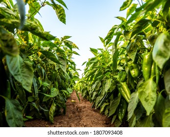 Green pepper plants at agricultural field