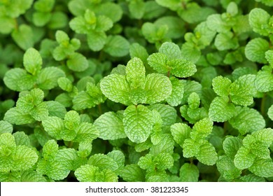 Green Peppermint Leaves