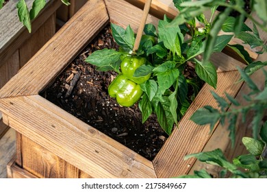 Green peppers in deck planter using selective focus or have focused on said object.