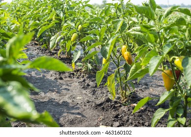 green peppers growing in a field or plantation. green peppers growing in a field or plantation. green peppers growing in a field or plantation. green peppers growing in a field or plantation