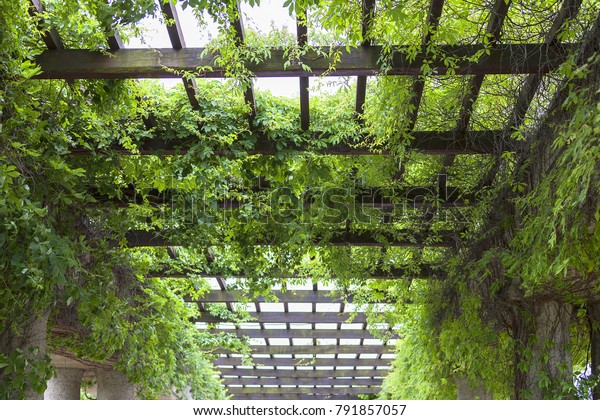 Green pergola in Park, Wroclaw, Poland.