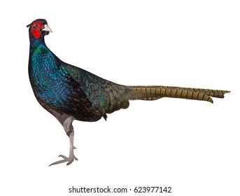 Green Pheasant Isolated On A White Background