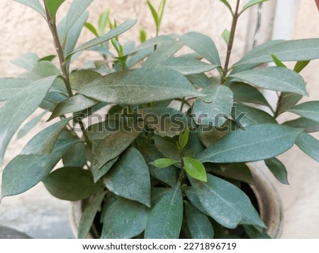 A green picture of plants captured by mobile.This plant is green but dirty.The picture is captured in the streets of Rawalpindi.Please download this beautiful picture, so that i will be thankful to u.