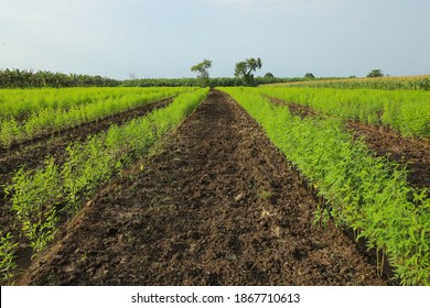 Green Pigeon Pea Field In India