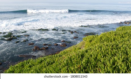 Green Pigface Sour Fig Succulent Over Pacific Ocean Splashing Waves. Ice Plant Greenery On The Steep Cliff. Hottentot Sea Fig Near Waters Edge, Vista Point In La Jolla Cove, San Diego, California USA.