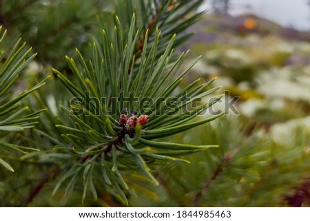 Green pine branch with buds close up