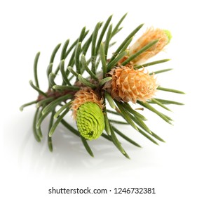 Green Pine Branch Isolated On White Background