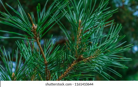 green pine branches