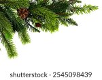 Green pine branches with brown pinecones isolated on a white background. A festive and natural element ideal for Christmas or winter holiday themes, symbolizing seasonal decor and nature.