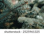 Green pine branches. Close-up of a pine branch with a new young shoot. The green needles on the branch, dwarf mountain pine, mugo.