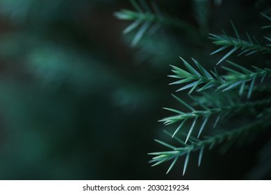 Green pine branches - Close-up of a pine branch with a new young shoot. The green needles on the branch form a semicircle at the end of the branch, dwarf mountain pine, mugo.