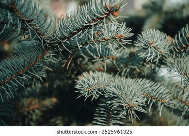 Green pine branches. Close-up of a pine branch with a new young shoot. The green needles on the branch, dwarf mountain pine, mugo. - Powered by Shutterstock