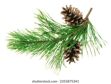 Green pine branches with cones. isolated. Beautiful Christmas forest holiday decor. Medicines are used to treat many diseases. New Year. Nature. natural decoration. Garland. Wreath - Powered by Shutterstock