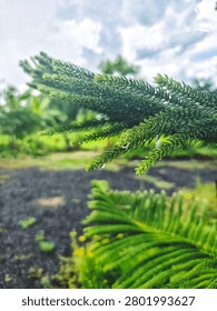 Green pine branches with tiny water droplets clinging to the tips of the leaves, creating a fresh and peaceful atmosphere after the rain. The scene reflects the beauty and calmness of nature.