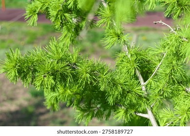 Green pine branches with young thorns