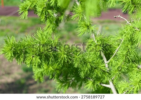 Green pine branches with young thorns