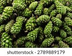 Green pine cones, background image