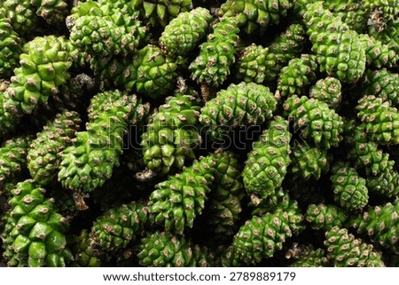 Green pine cones, background image