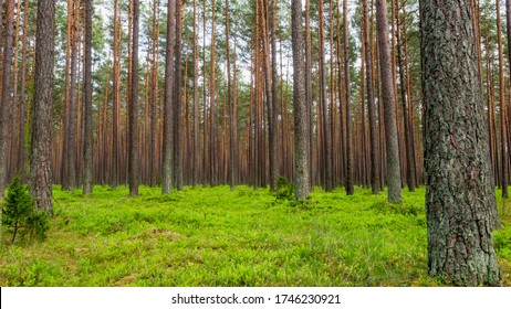 Green pine forest and field of berries in a sunny day.  - Powered by Shutterstock