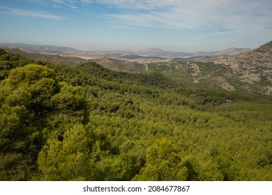 Green pine forest in the mountains in south of Spain