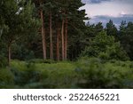 Green pine forest with trunk details visible