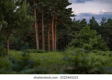 Green pine forest with trunk details visible - Powered by Shutterstock