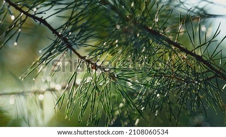 Image, Stock Photo green branches of needles on a white background