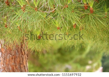 Green pine needles in the summer forest. Pine forest.