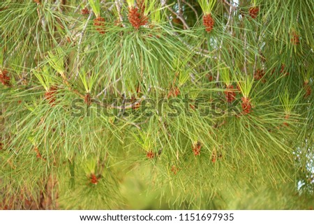 Green pine needles in the summer forest. Pine forest.