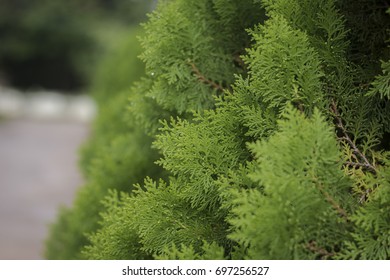 Green Pine tree