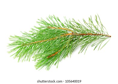 Green Pine Tree Branch Isolated On The White