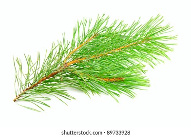 Green Pine Tree Branch Isolated On The White