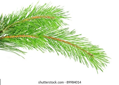 Green Pine Tree Branch Isolated On The White