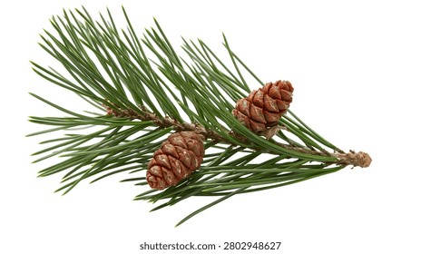 Green pine tree branch with two small brown cones