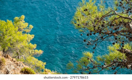 Green Pine Tree Branches with Cones Overlooking Clear Turquoise Water