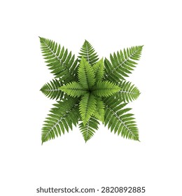 Green pine tree branches with needle-like leaves on white background, green pine needles