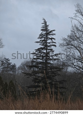 Green pine tree with brown whispy grass in forefront 