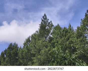 Green pine tree canopy against a bright blue cloudy sky.